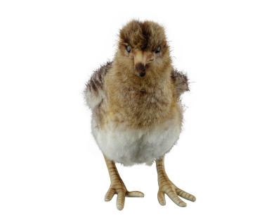 Peluche bécasse