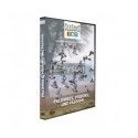 DVD Seasons - Palombes, pigeons, une passion 