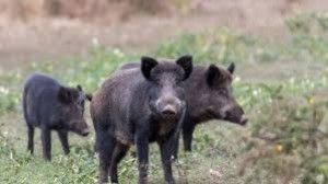 La Chasse en France